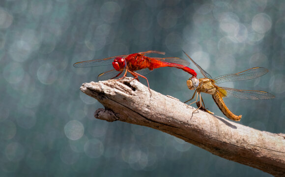 Red And Yellow Dragonfly