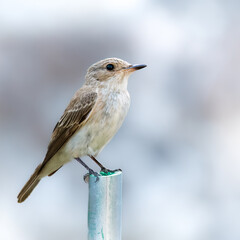 FLycatcher