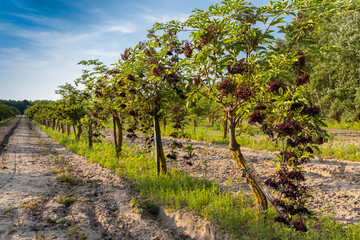 elderberry orchard in central Hungary