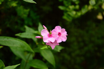 pink flowers