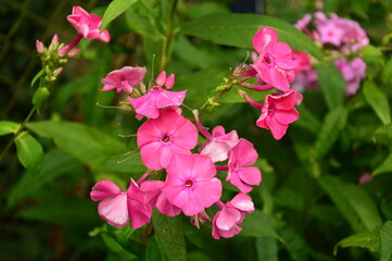 pink flowers in the garden