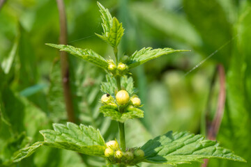 Close up of yellow archangel (lamium galeobdolon) flowers in bloom