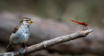 Small bird and dragonfly