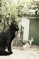 A black cat walks along the street. Pet in the yard. Photographing in the retro style of the animal.