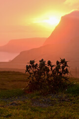 Kletten-Ringdistel (Carduus personata) auch Kletten-Distel beleuchtet im Sonnenuntergang auf der...