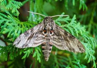 Close up of Night butterfly Agrius convolvuli the convolvulus hawk-moth. Very large fluffy butterfly with vivid black and red stripe pattern on wings seets on leaf of evergreen tree. Selective focus