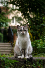 depressed, sad, hungry, homeless cat. street cat