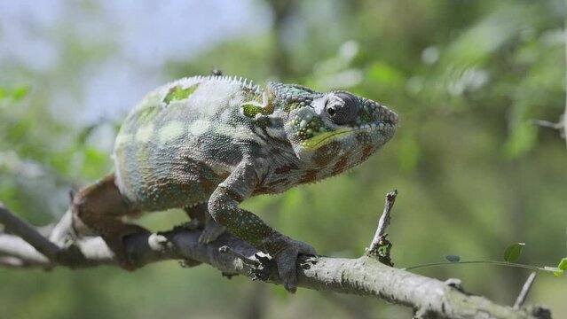 Close-up of Chameleon with its hind paw drives an annoying fly off its head, which disturbs it during molting. Panther chameleon (Furcifer pardalis) sits on a tree branch.