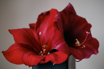 Beautiful bouquet of ornate blooming red amaryllis on light background. Greeting card. Place for your text.