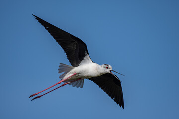 Fototapeta na wymiar Black winged stilt in flight