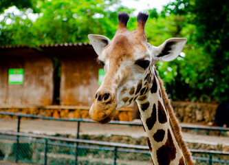 giraffe, due to poaching and death of mothers of giraffe leaving some calf behind , wildlife conservancy came up with place to raise these young ones and also give members of public to interact. 