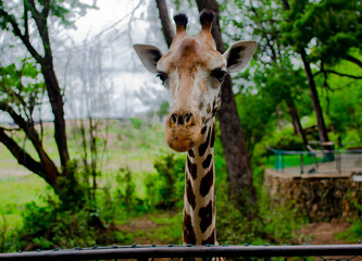 giraffe, due to poaching and death of mothers of giraffe leaving some calf behind , wildlife conservancy came up with place to raise these young ones and also give members of public to interact. 
