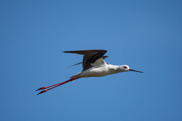Black winged stilt in flight