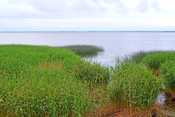 View of the Curonian Gulf of the Baltic Sea with reeds along the shore