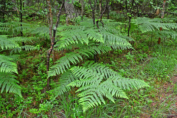 Common fern (Pteridium aquilinum (L.) Kuhn) in summer forest