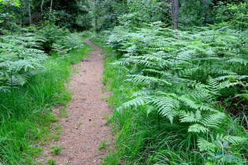 Obraz premium Common eagle fern (Pteridium aquilinum (L.) Kuhn) thickets along the forest path