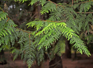 Branches with needles of tuya plicata Donn ex D.Don