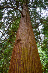 Fragment of the trunk of a giant tui (Thuja plicata  Donn ex D.Don)