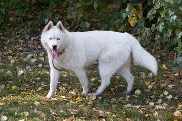 Naklejka na ściany i meble Cute white siberian husky with blue eyes is looking at the camera in the autumn park. Pet animals. Purebred dog.
