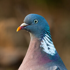 Pigeon portrait