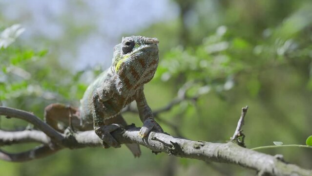 A fly disturbs Chameleon sitting on a tree branch during molting. Panther chameleon (Furcifer pardalis)