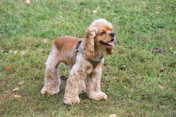 Cute cavalier king charles spaniel puppy is standing on a green grass in the autumn park. Pet animals. Purebred dog.