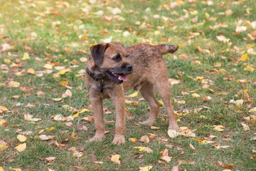 Cute border terrier puppy is standing on a green grass in the autumn park. Pet animals. Purebred dog.