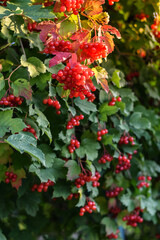 Guelder rose tree with berries at sunset. Selective focus. 