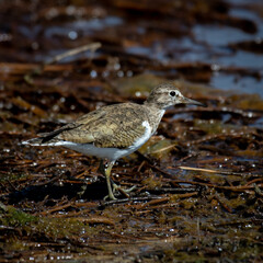small bird on water