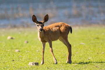 A curious baby deer in an open clearing