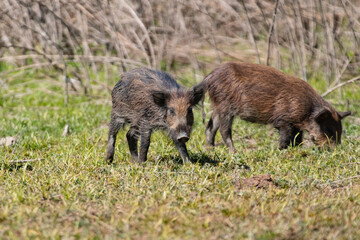 Wild boar foraging for food in a clearing