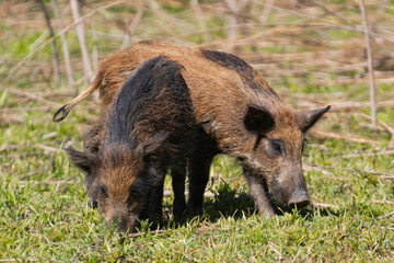 Wild boar foraging for food in a clearing