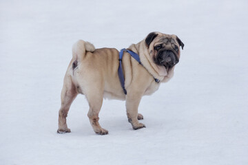 Cute dutch mastiff puppy is standing on a white snow in the winter park. Chinese pug or mops. Pet...