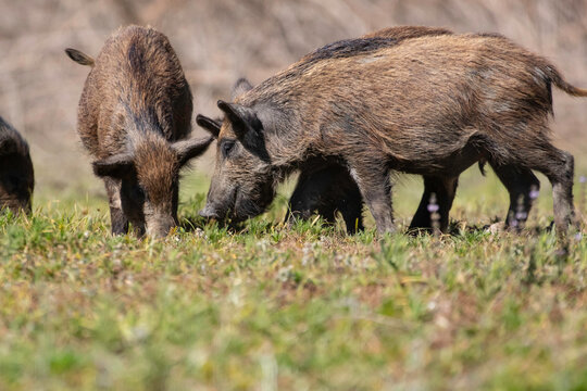 Wild boar foraging for food in a clearing