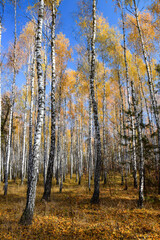 Beautiful scenery in autumn park with yellow foliage and stems of birch trees