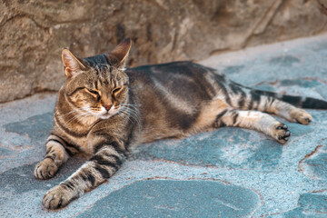 Spotted cat rests at sunny summer day in the cobblestone courtyard with old stone building in background	
