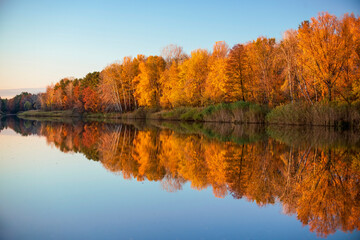 Beautiful autumn scenery with line of yellowed trees mirrored in calm water