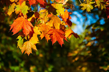 Fototapeta na wymiar Multicolored maple leaves on natural bokeh background