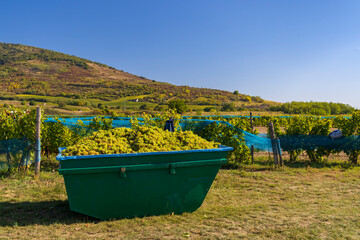 Grape collection at vintage time, Tokaj region, Great Plain and North, Hungary
