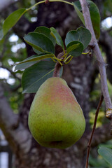 Pear Hanging Fruit Solo 03