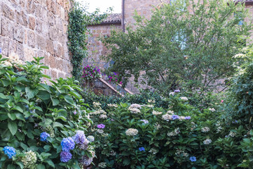 Gorgeous blooming hydrangea bushes in the courtyard in front of an ancient house