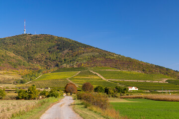 Autumn vineyard and Tokaji-hegy (513 m), Tokaj region, Great Plain and North, Hungary