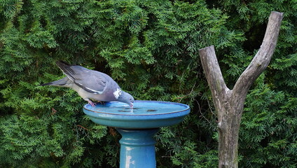 wood pigeon in the garden,ringeltaube im garten