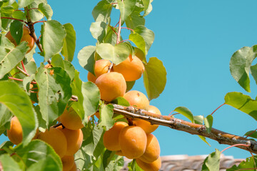 Juicy, fresh apricot fruits on a tree branch on a sunny day with clear blue sky in background. food background