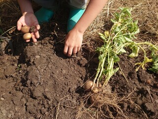 A child hands harvesting potatoes in the home garden. Children in the countryside. Organic vegetables. Agriculture. Kids helping on a farm.