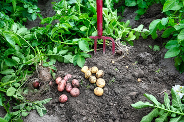 Potatoes in soil