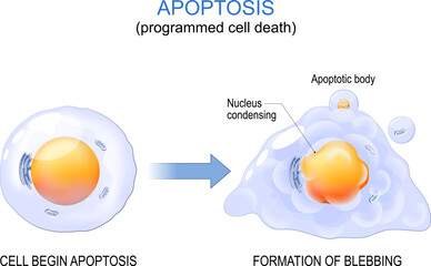 Apoptosis. programmed cell death.