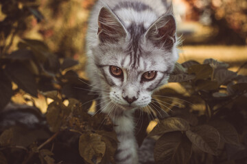 Junge Maine Coon Katze