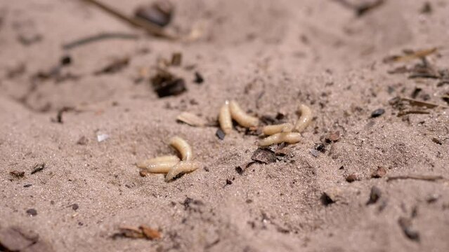Group of Larvae of White Worms Crawls in Wet Dirty Sand in the Rays of Sunlight. Army of larvae white maggots and worms dynamic move on the ground, shimmering in the sun. Bait. Fishing. Nature. Woods.