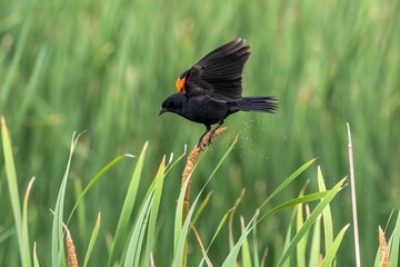 A Red-winged Blackbird lands on a cattail, dislodging pollen seeds into the air.